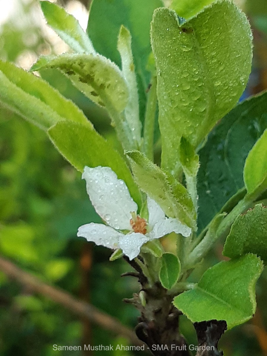 Malus domestica (Suckow) Borkh.